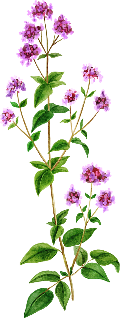 Wild Flowers Watercolor Illustration Cutout