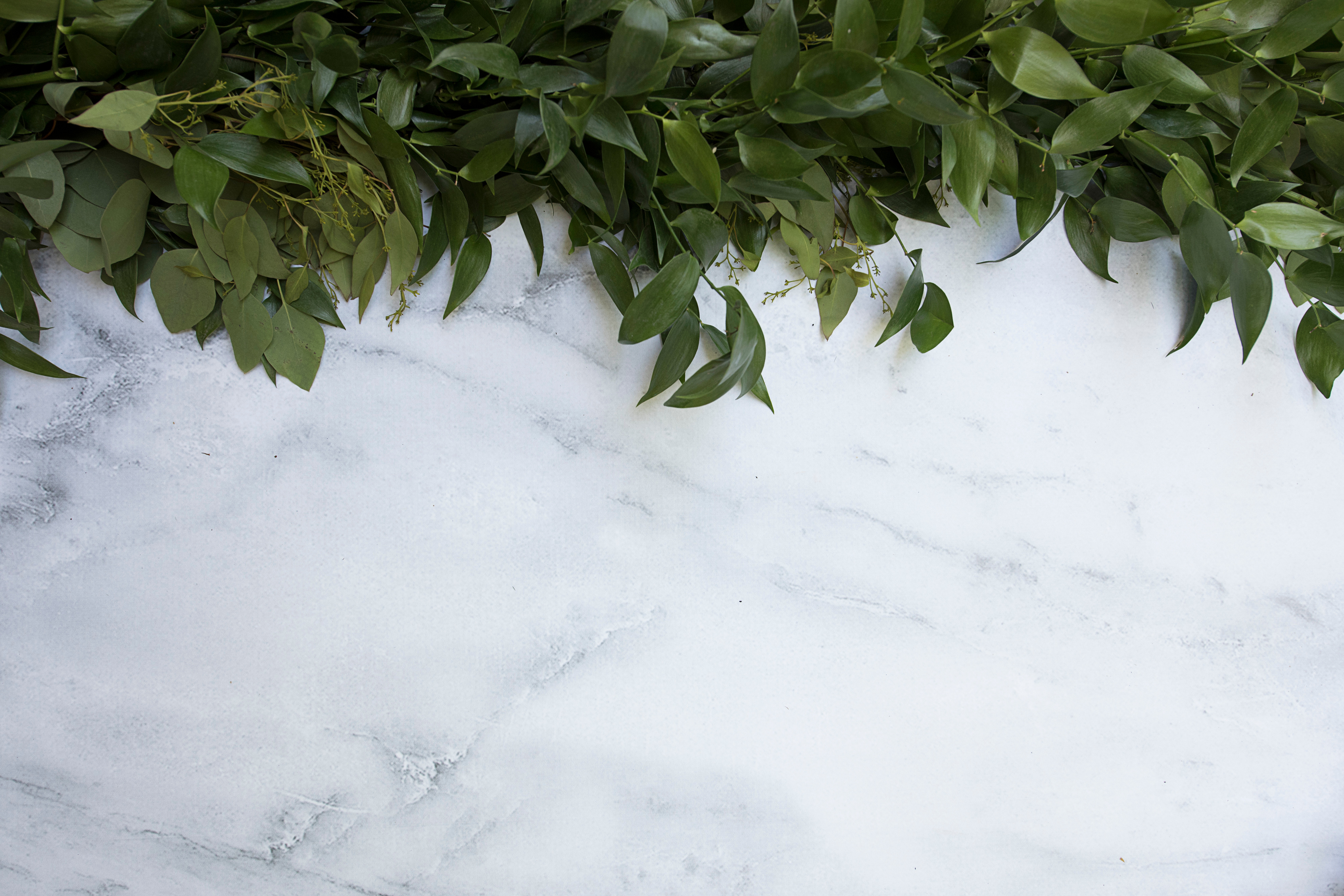 Fresh greenery on a marble background